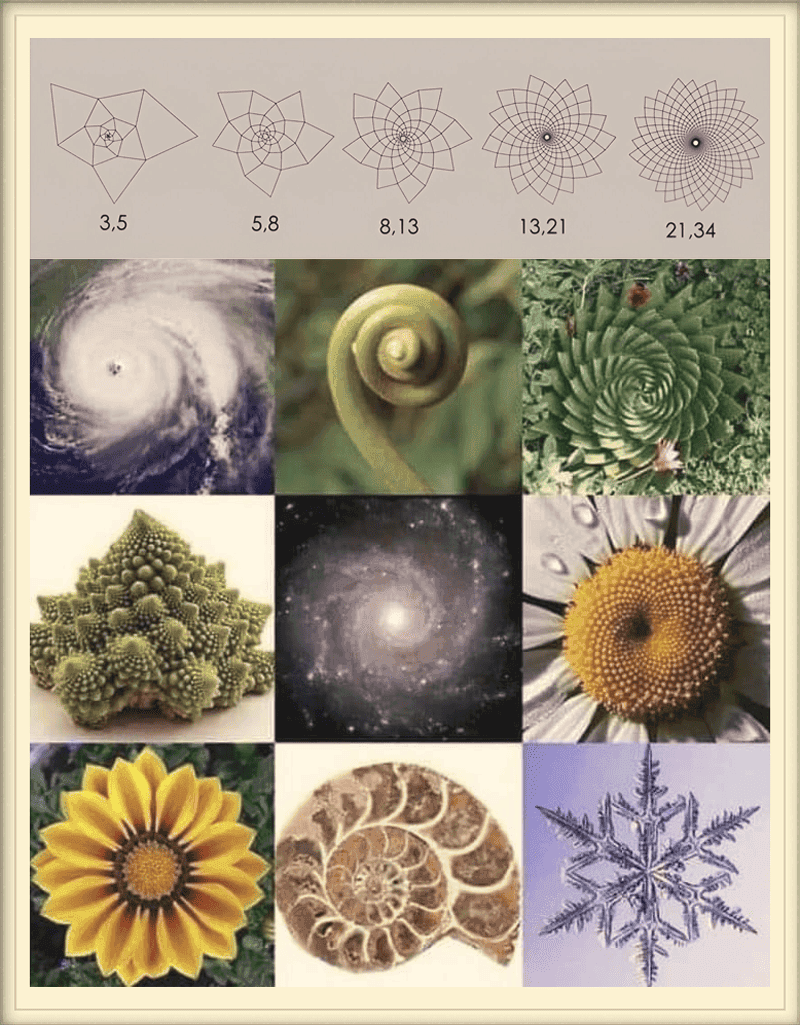 Collage showing Fibonacci golden spiral patterns appearing throughout nature in nautilus shells, sunflower seed arrangements, galaxy structures, and hurricane formations